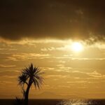 Another Palm Tree Off Cardigan Bay fopt
