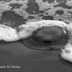 Dead Jellyfish At Tideline fopt