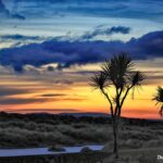 Dusk Palm Trees fopt