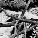 Fallen Branches Dolgoch Falls fopt