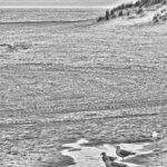 Gulls On Bermo Beach fopt