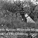 North Walian Mountain Magpie (Thief Of The Glistering Image)