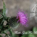 Thistle Goes For Bustfopt